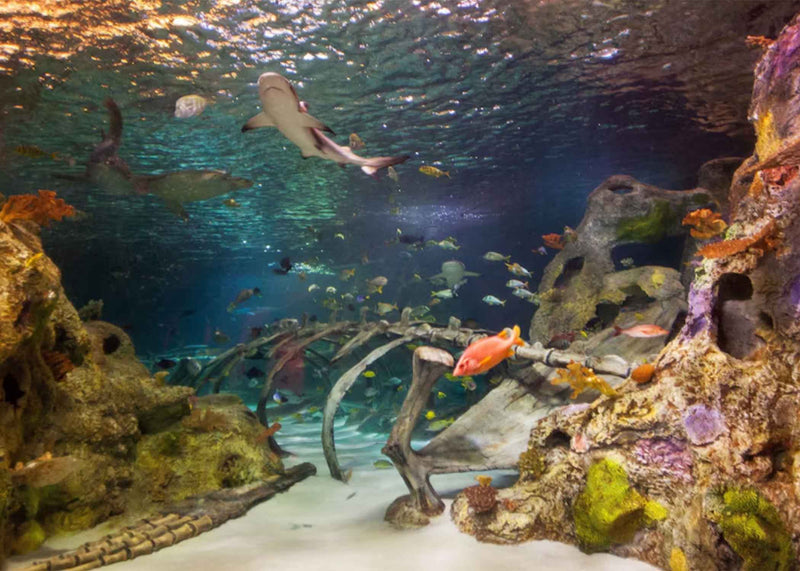 SEA LIFE Aquarium Dallas Grapevine